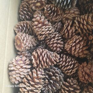 Natural Brown Pine Cones for Holiday Decor
